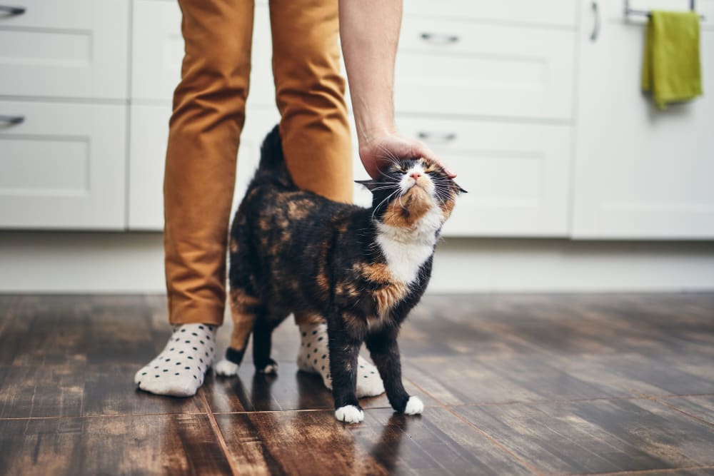 Family and their cat loving their new home at Harrison Tower in Portland, Oregon