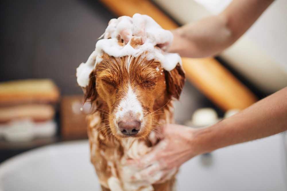 A resident's dog at a nearby groomer's