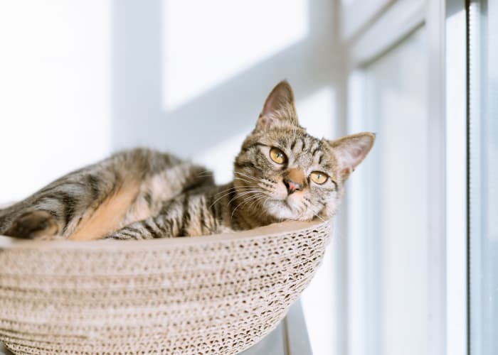 Cat laying down at Folsom Gateway in Orangevale, California