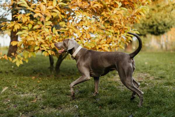 Dog Park Nearby Forester