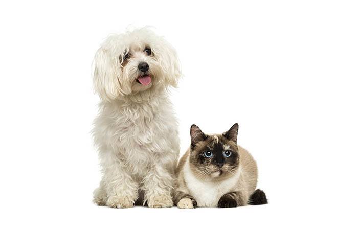 Pup and cat with blue eyes that have been treated at Apple Tree Cove Animal Hospital in Kingston, Washington