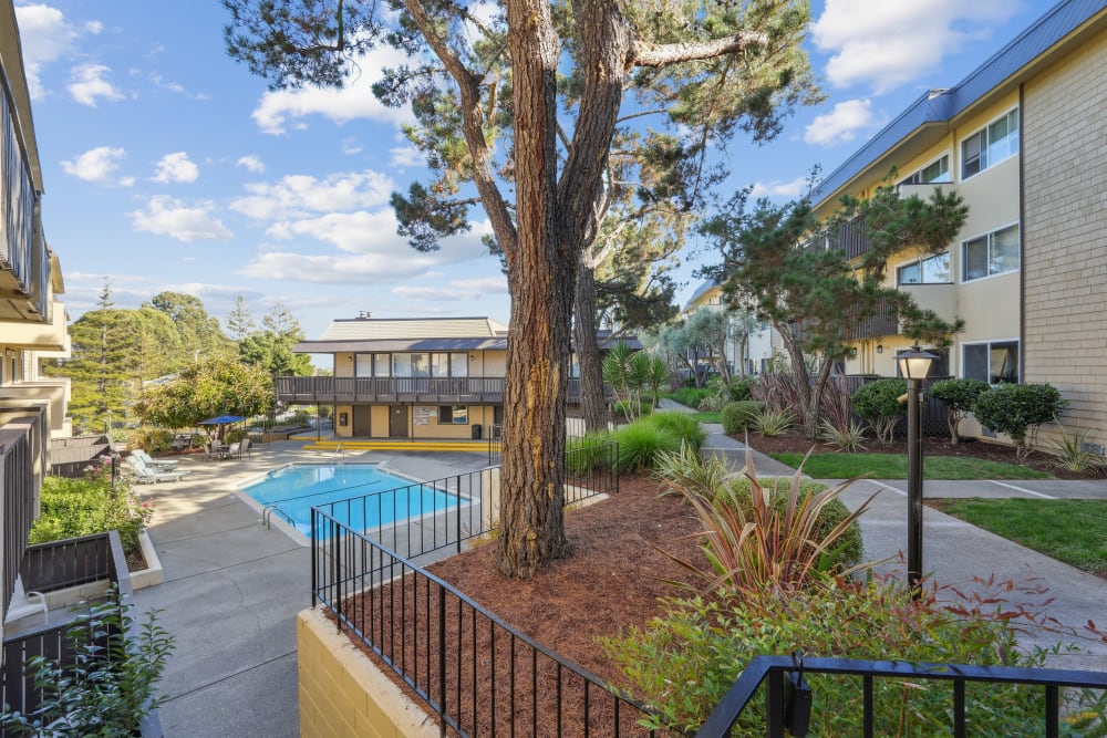 Pool surrounded by mature trees at The Ralston at Belmont Hills, Belmont, California