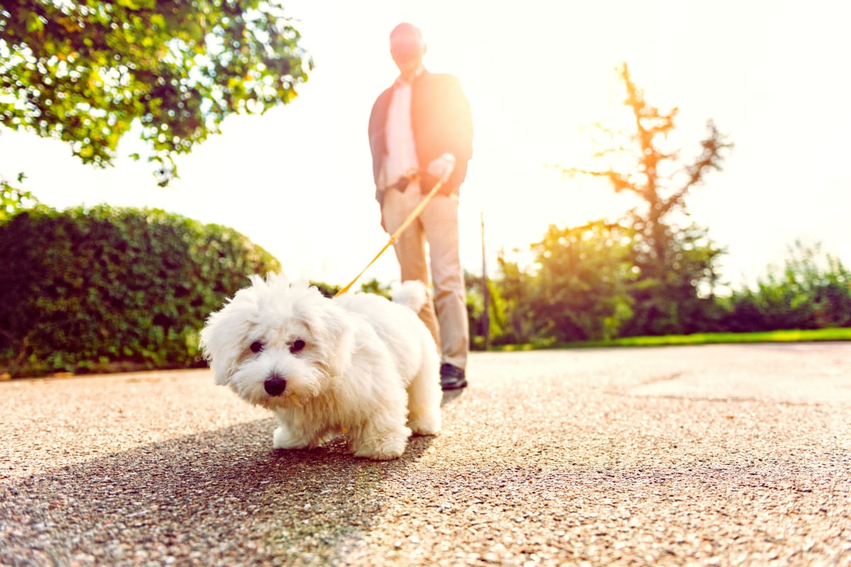 A resident walking a small dog at Carnegie Heights at Henderson in Henderson, Nevada