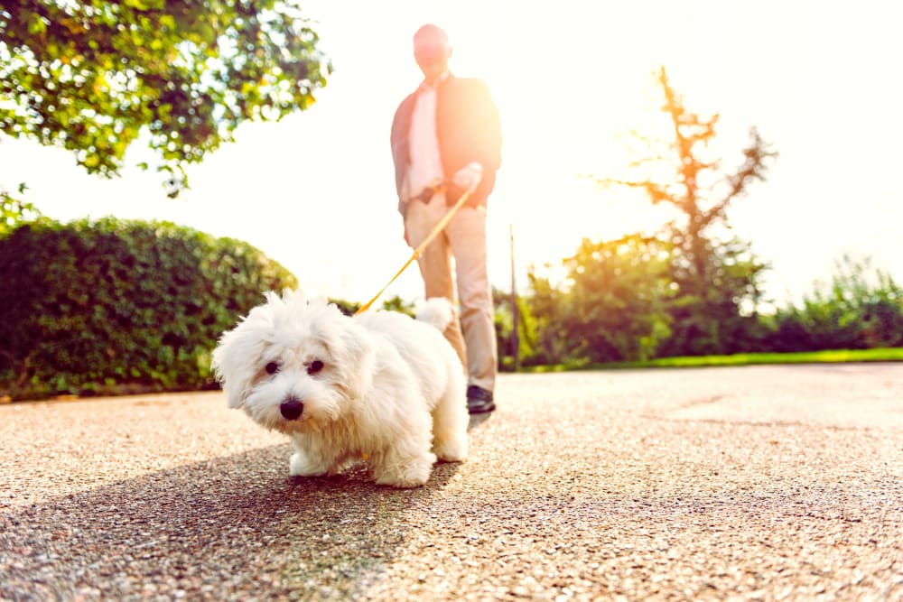 A resident walking his dog near Brightwater Senior Living of Linden Ridge in Winnipeg, Manitoba