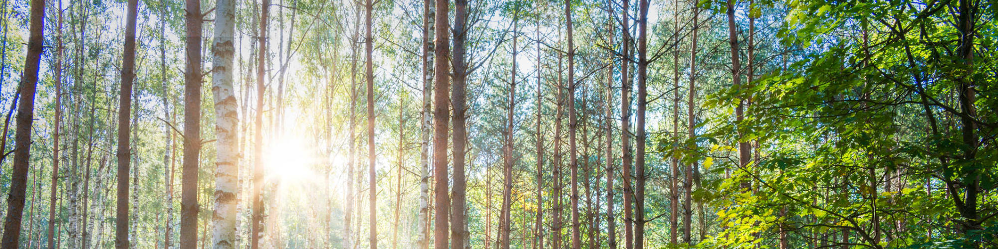 About Us at The Pillars of Hermantown in Hermantown, Minnesota