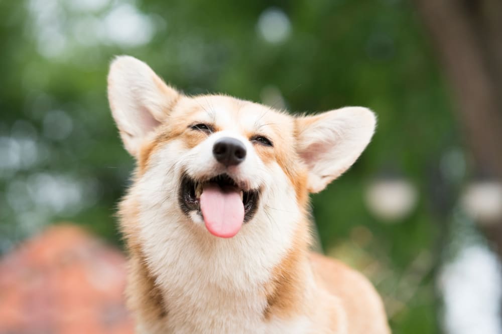 A smiling dog outside at Ivy Terrace in Chattanooga, Tennessee