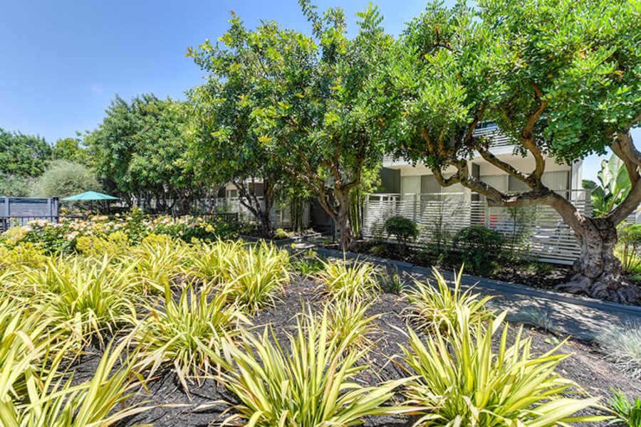 Garden outside at Citra in Sunnyvale, California