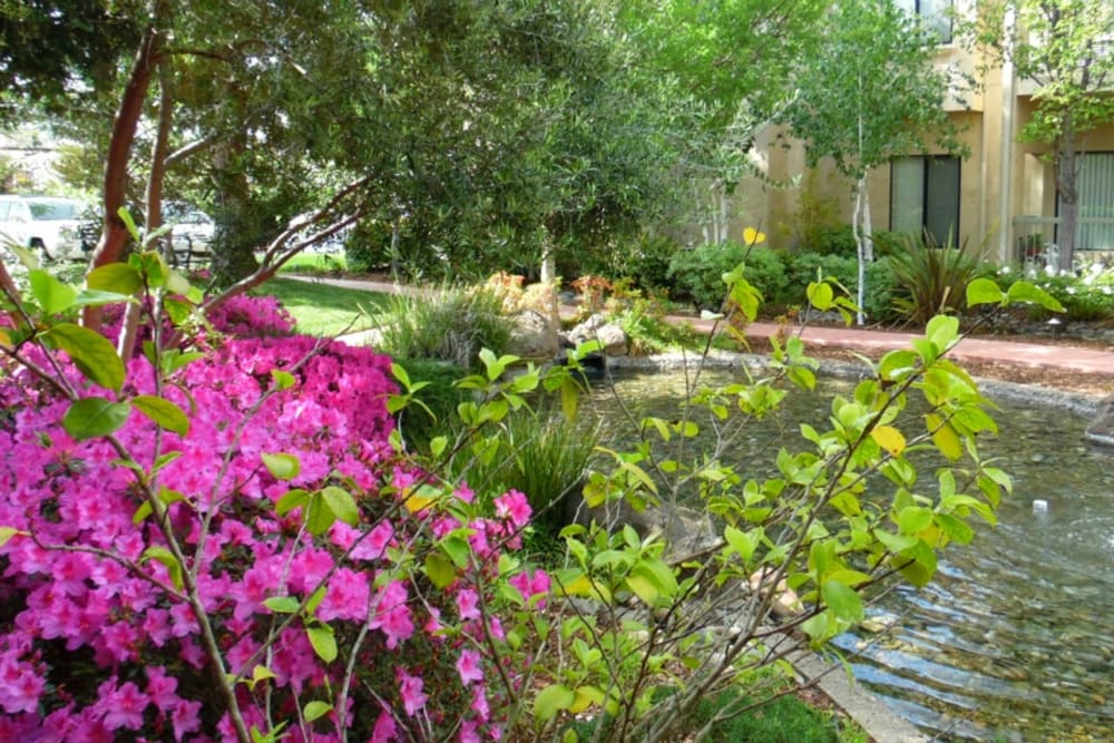 Beautiful pond at Winding Commons Senior Living in Carmichael, California