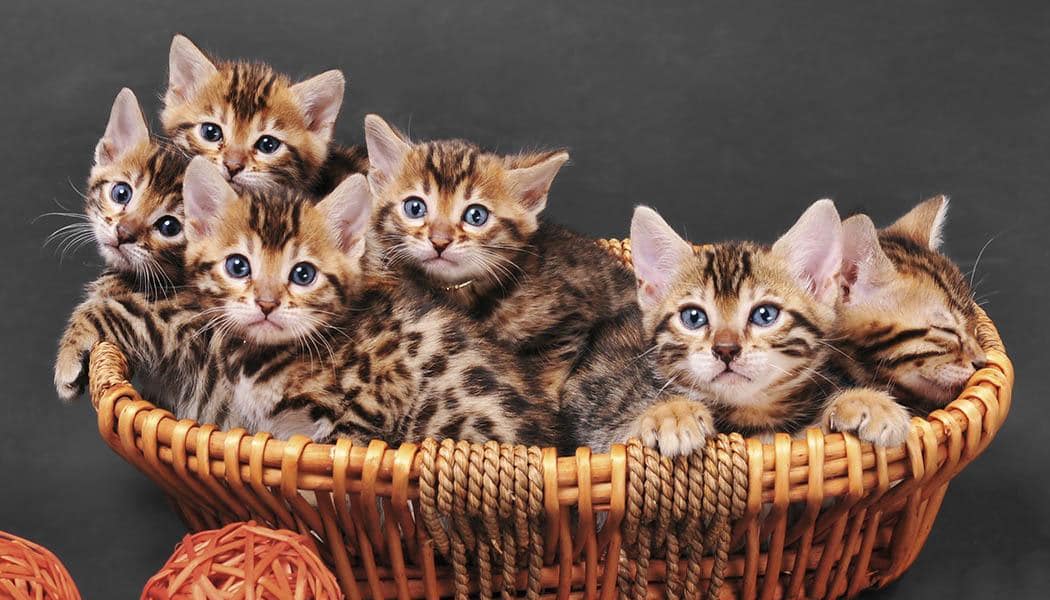 Basket full of kittens at Value Pet Clinic - Tacoma