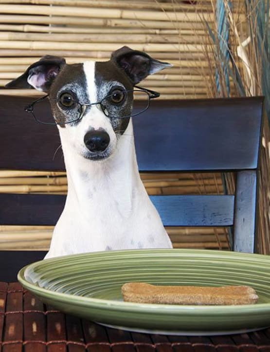 Nutritional Information provided by Animal Hospital in Panama City Beach