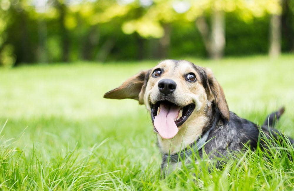 Dog in the grass at City Center Station Apartments in Aurora, Colorado