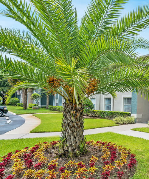 Palm tree at The Groves in Port Orange, Florida