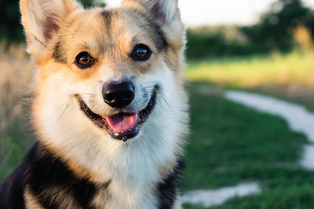 Onsite dog park at 24Hundred Apartments in Oklahoma City, Oklahoma
