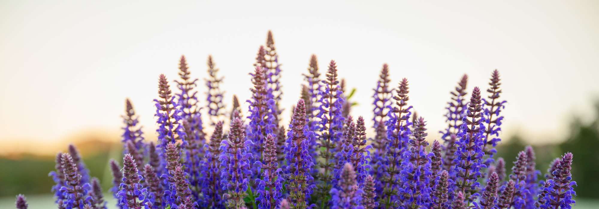 Accessibility Statement at Vesta Bouldercrest in Atlanta, Georgia