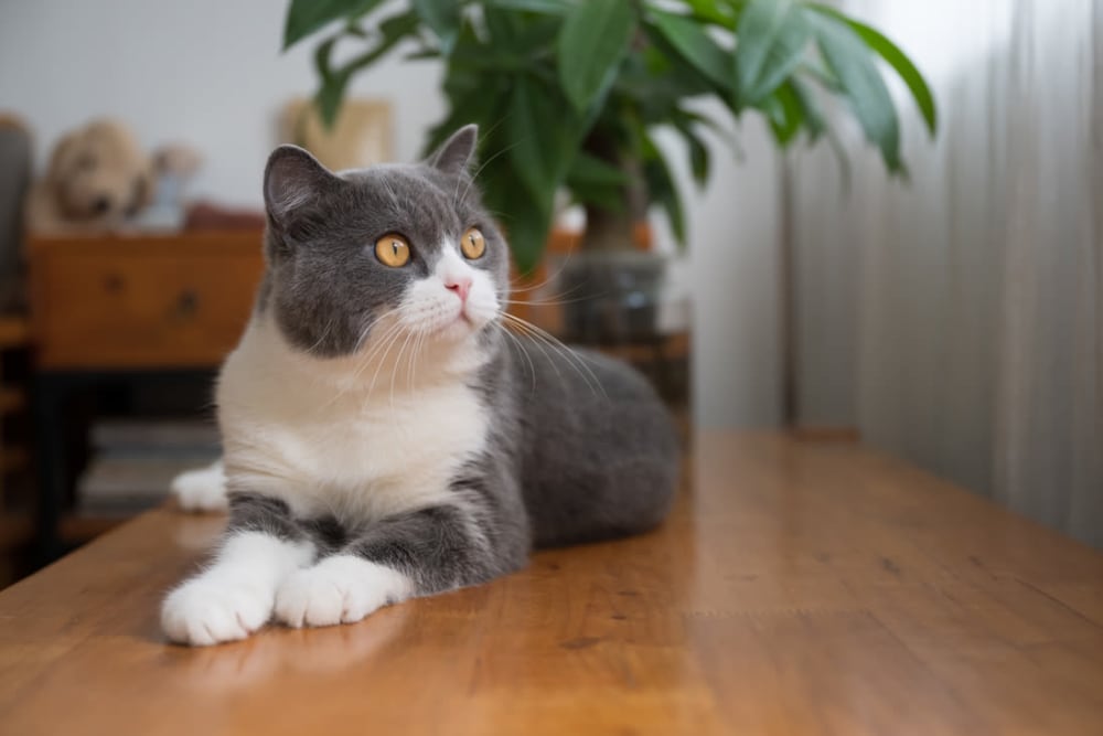 Cat sitting on a table staring up at the window in an apartment at The Preserve at Willow Park in Willow Park, Texas