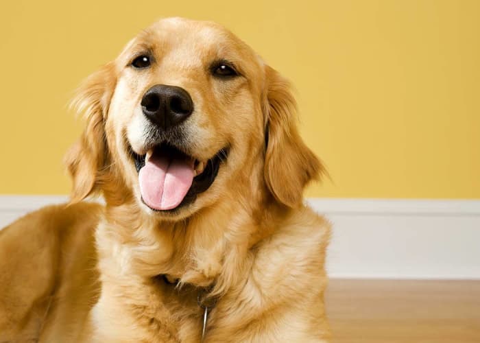 Happy dog at University Pet Resort in Merced, California