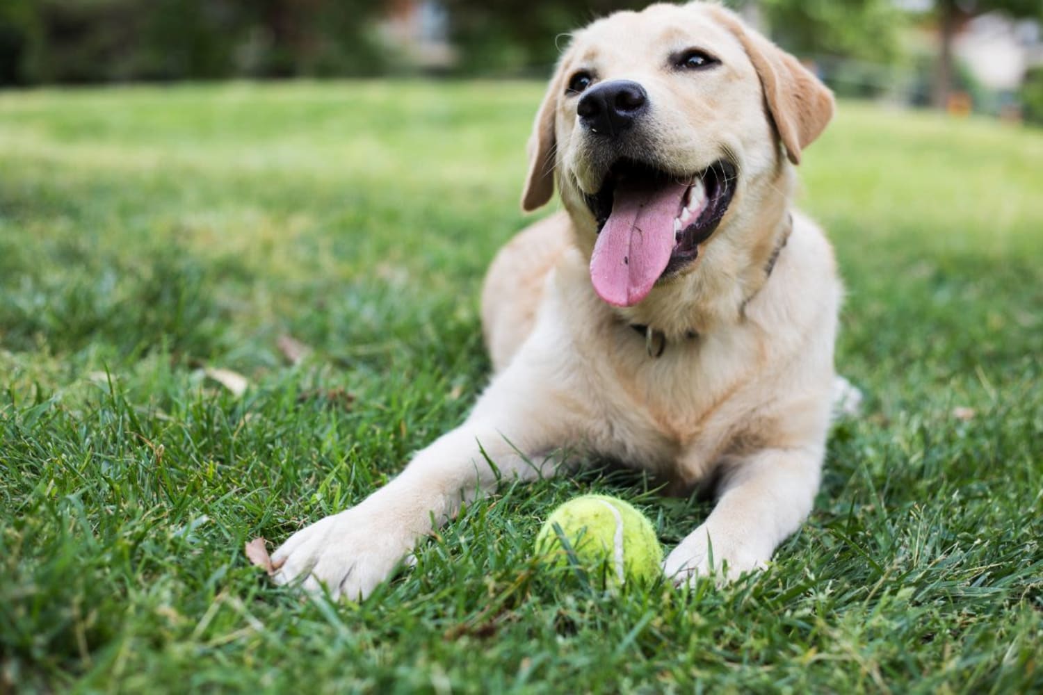 Happy dog at Campbell Flats Apartments in Springfield, Missouri