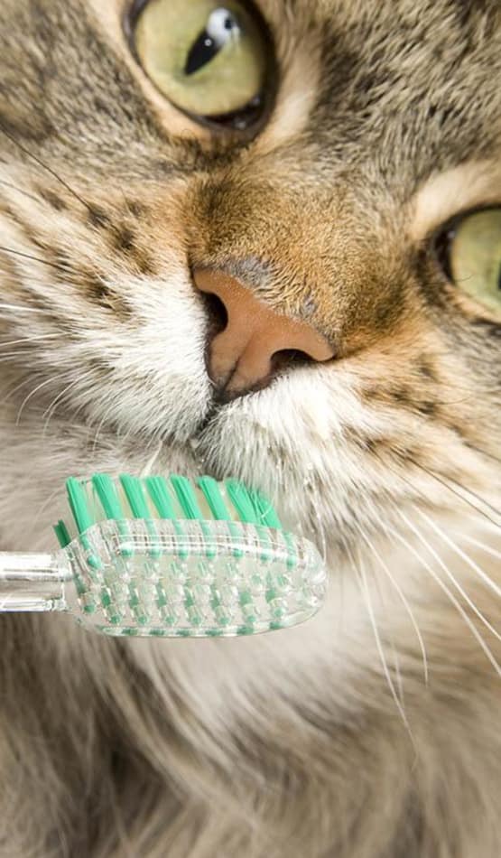 Kitty closeup when he's about to get his teeth brushed at Value Pet Clinic - Kent