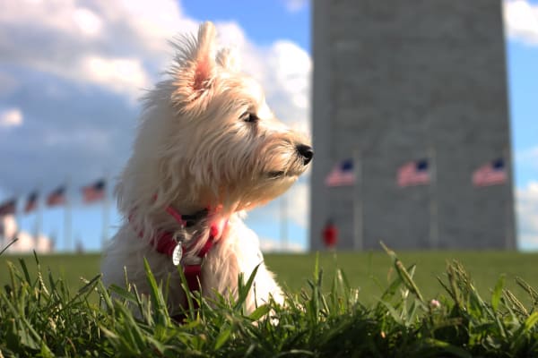 A white dog lying in the grass near a Alexander House attraction in Silver Spring, Maryland