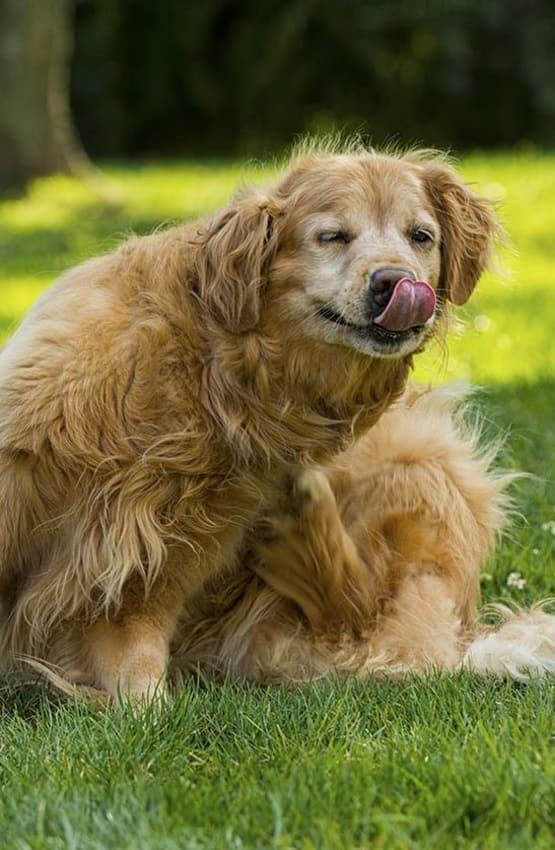 Dog scratching himself before flea and tick treatment at Value Pet Clinic - Kent