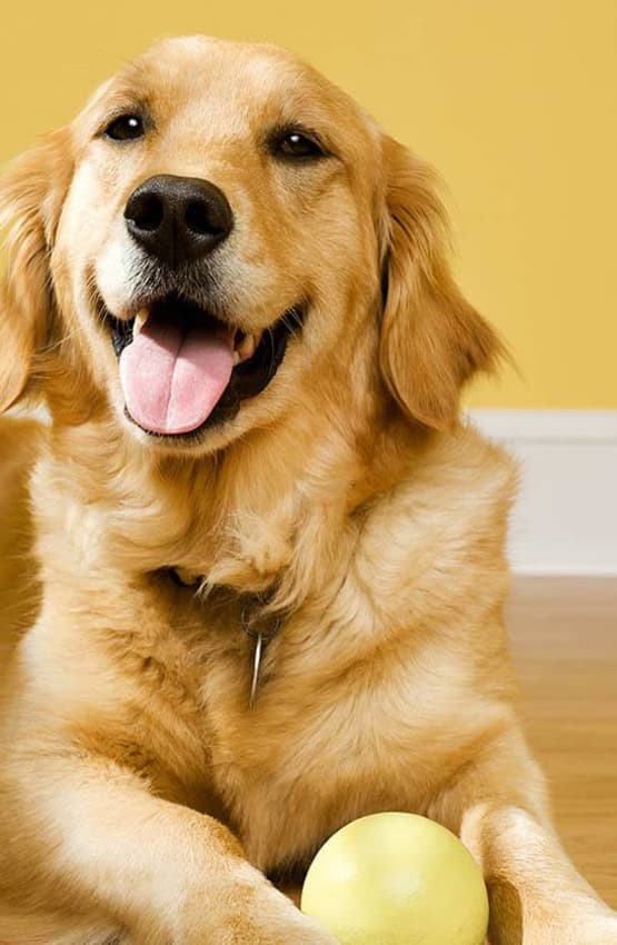 Happy Golden Retriever at Value Pet Clinic - Kent