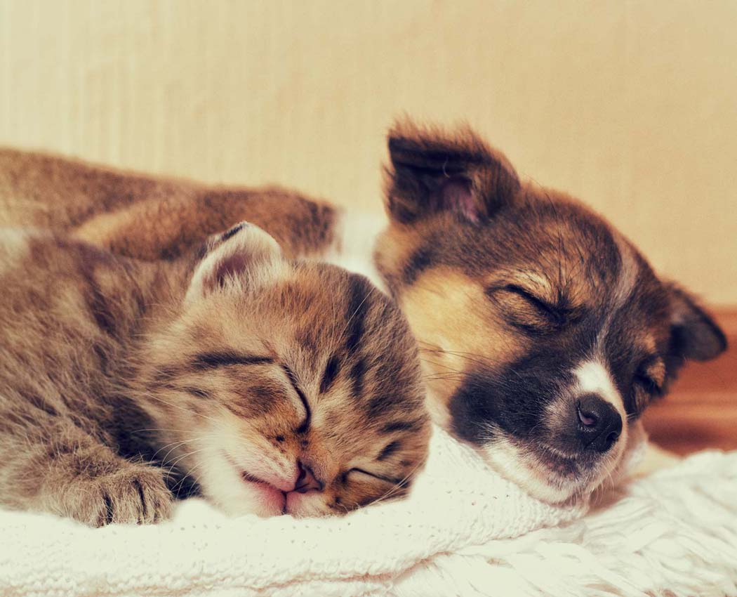 Puppy and kitten cuddling in bed at Governors Ridge in Pittsburgh, Pennsylvania