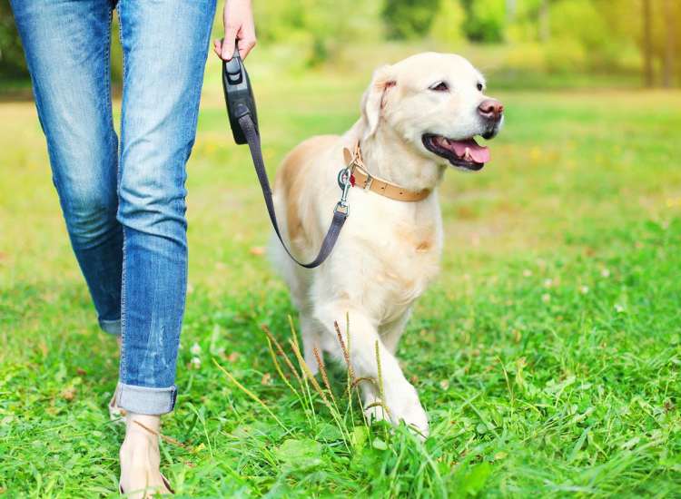 Resident walking with her dog at Melville Towers in New Bedford, Massachusetts