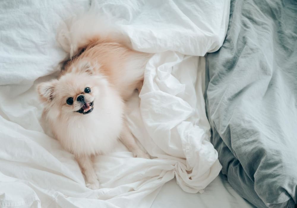 Dog relaxing on the bed at Sherwood in Folsom, California