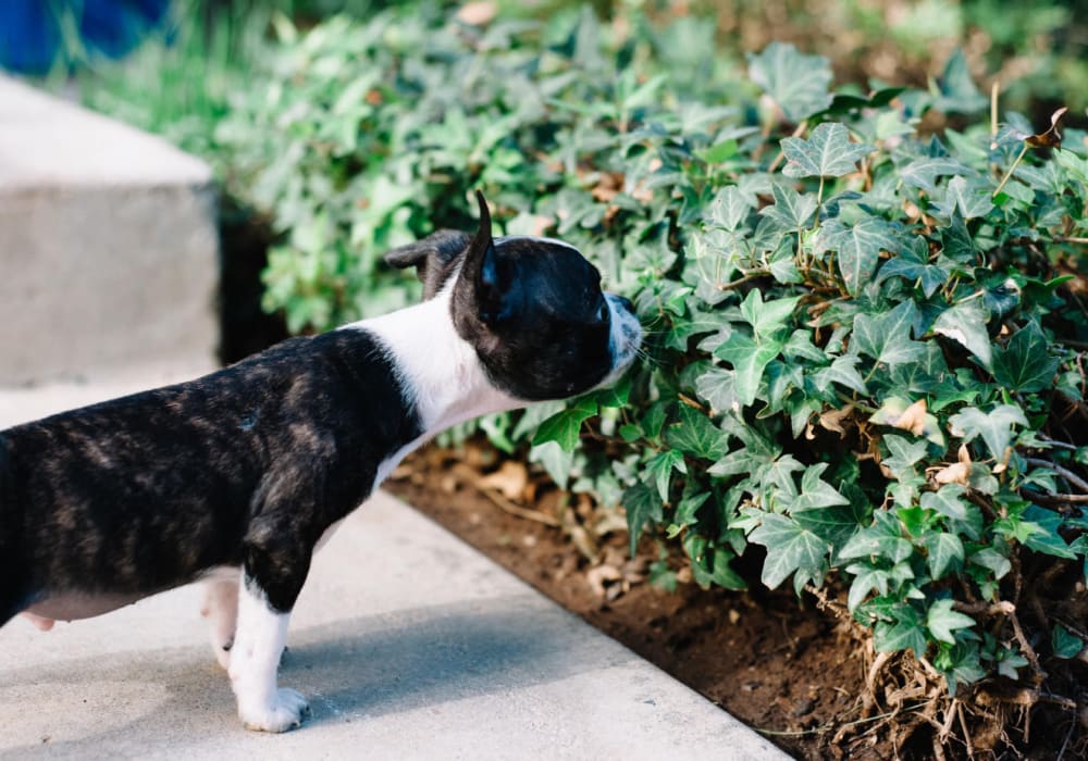 Resident puppy inspecting a bush at Bidwell Park Fremont in Fremont, California