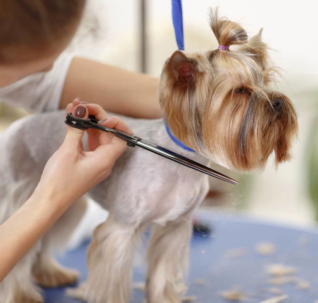 Pup getting groomed at Arizona Avenue Animal Clinic in Chandler, AZ