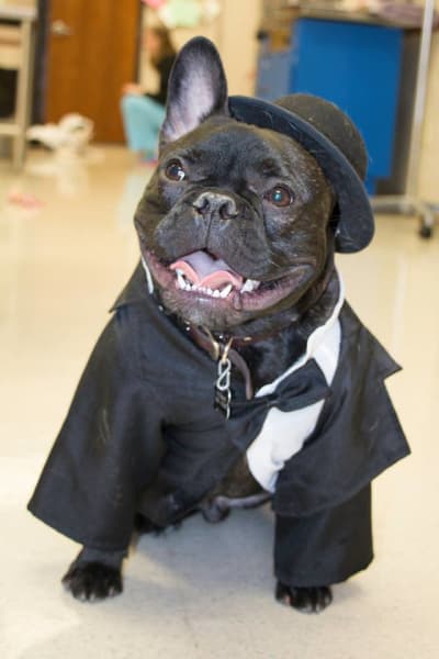 Clive Animal Hospital boarding services