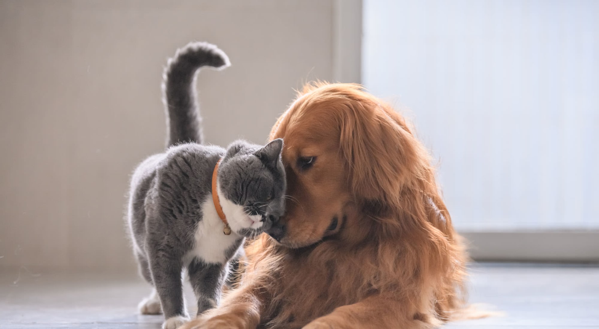 Pet Friendly | City Crest in San Antonio, Texas