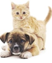 Dr. Courtney Ewing at Niles Veterinary Clinic in Niles, Ohio