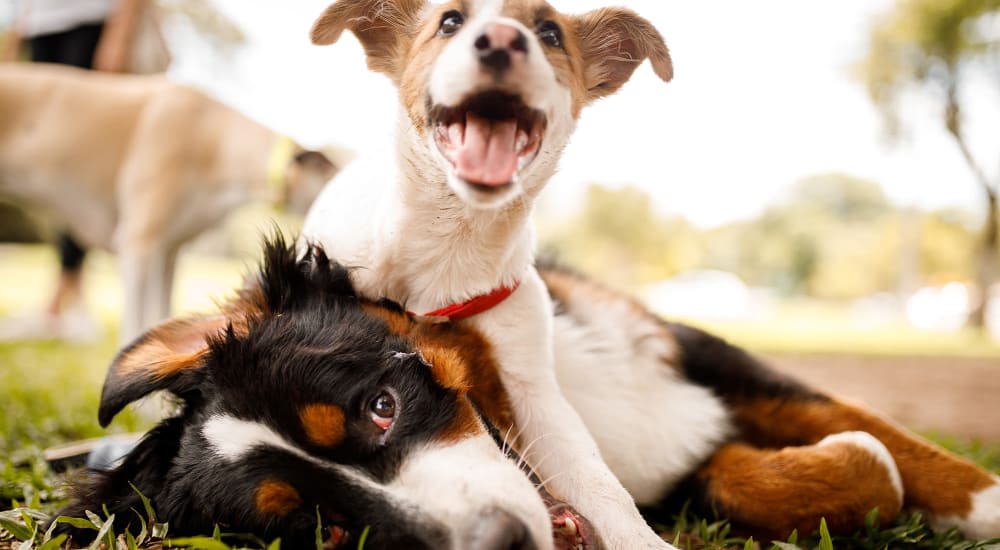 Dogs playing outside at Bellrock Memorial in Houston, Texas