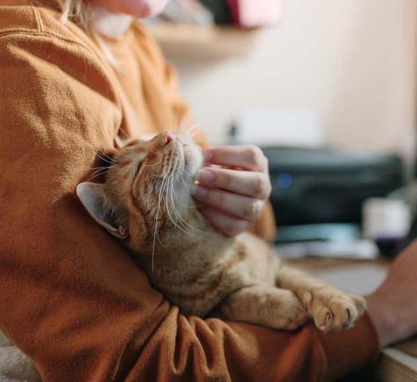 Happy cat on its owners lap at Mode at Owings Mills in Owings Mills, Maryland