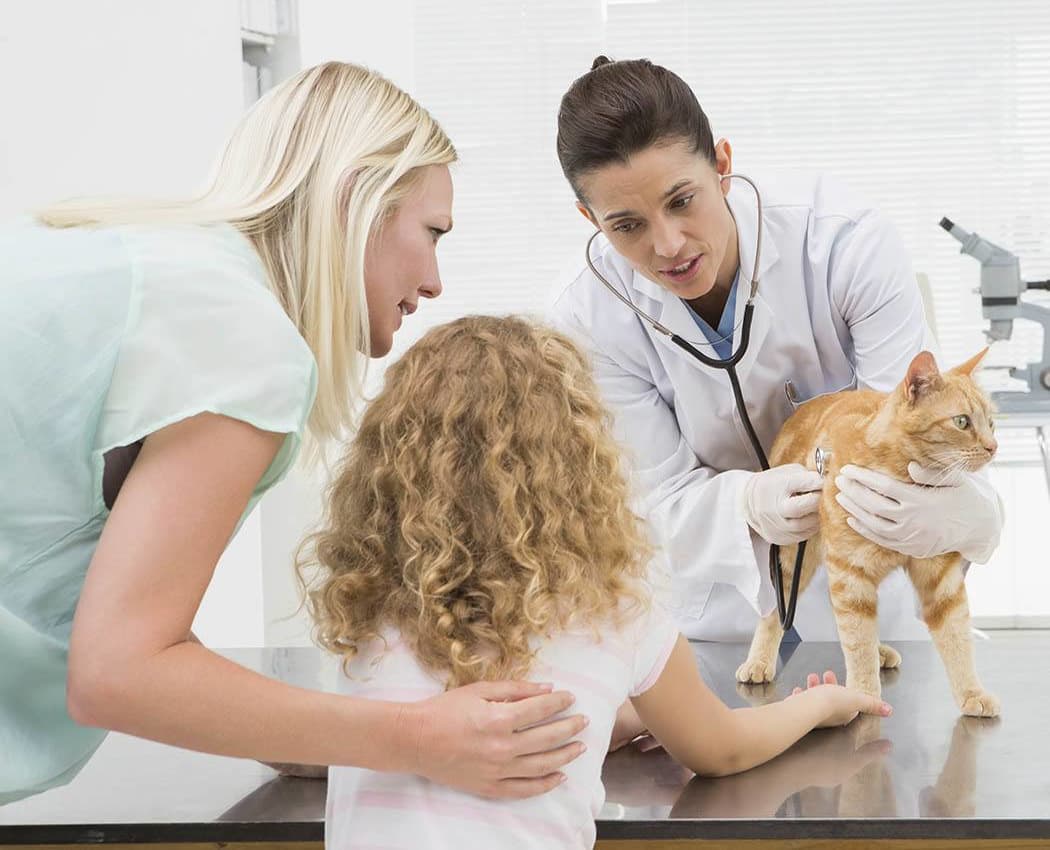Vet discusses pet care with kitten's owners at Value Pet Clinic - Renton