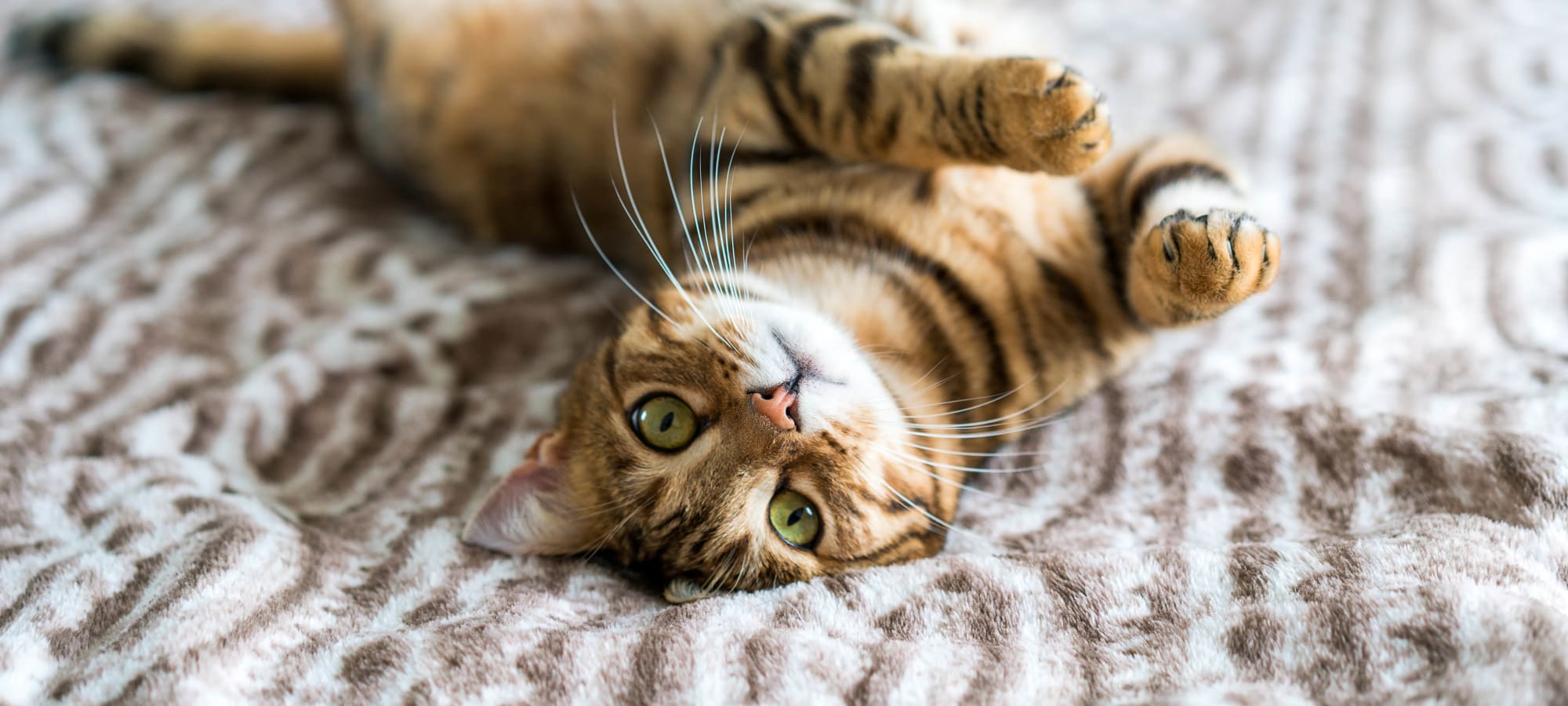 Pet-friendly apartments at Governours Square in Columbus, Ohio