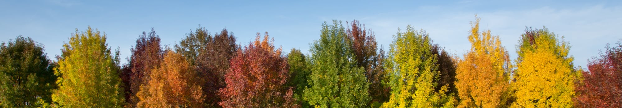 Floor plans at Village Green Apartments in Baldwinsville