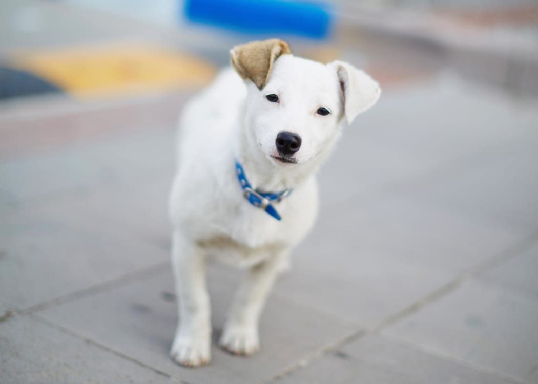 Dog standing on sidewalk