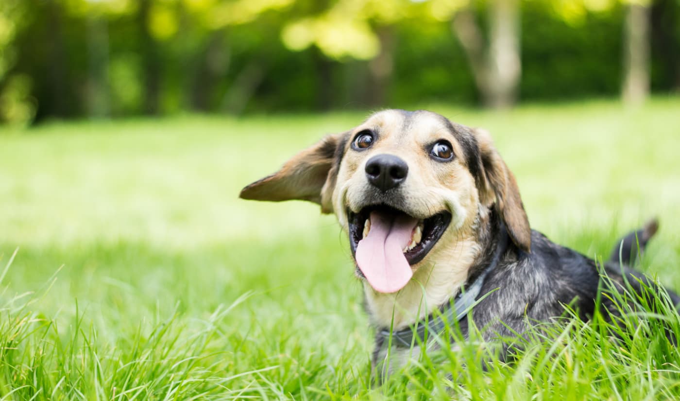Dog resting on the grass at City Center Apartments in Las Vegas, Nevada