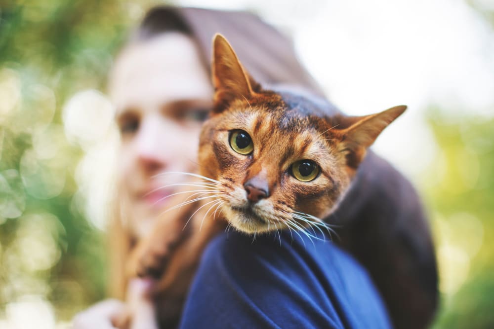 Resident with her cat loving their new life at Pointe West Apartment Homes in West Des Moines, Iowa