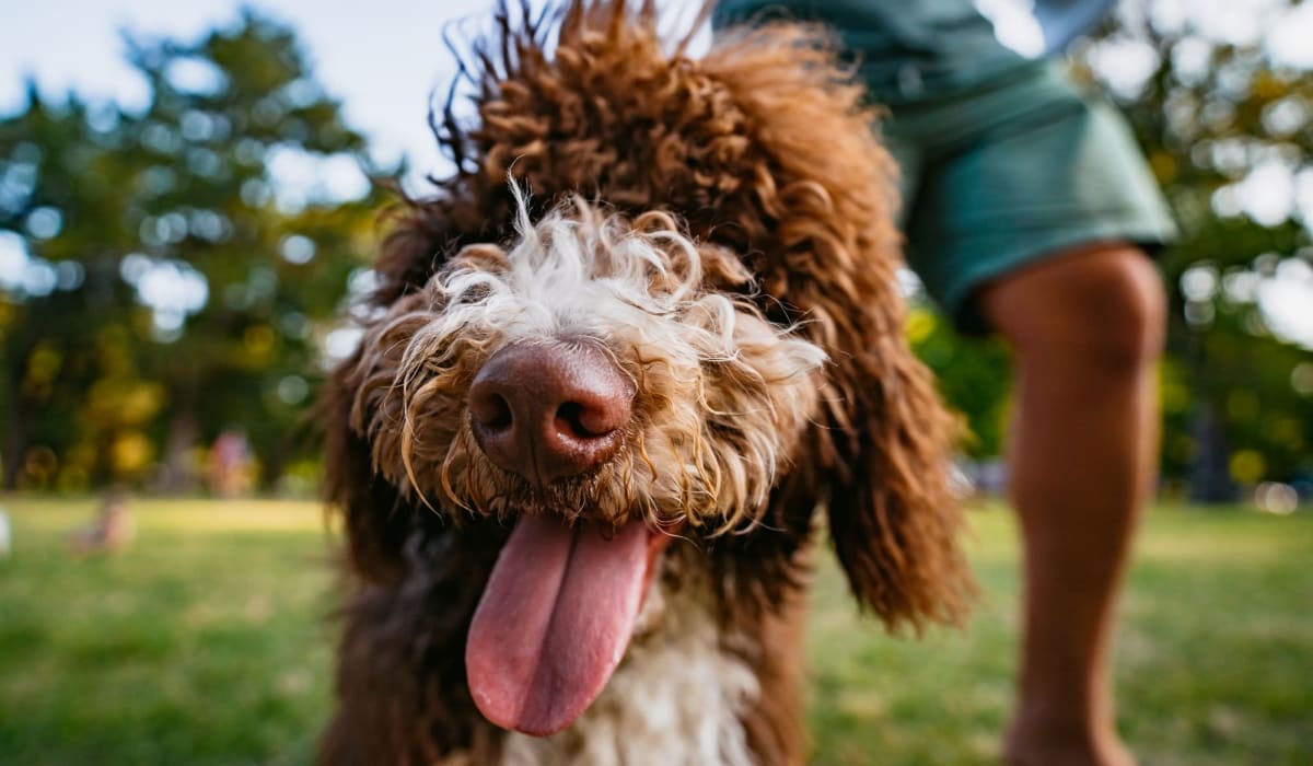 A happy dog at Retreat at 2818 in Bryan, Texas