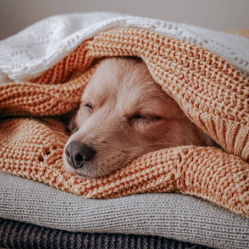 Happy pup dreaming under the blankets at Mountain Creek in Waynesville, North Carolina
