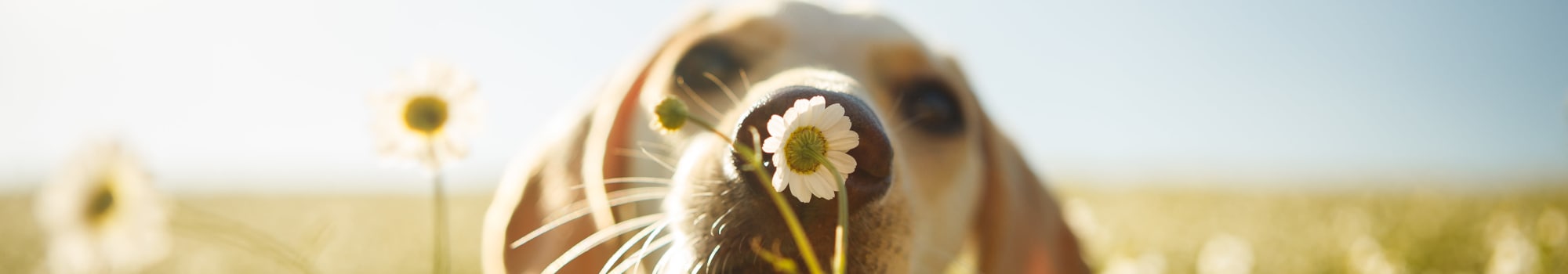 Pet friendly townhomes at Avilla Deer Valley in Phoenix, Arizona