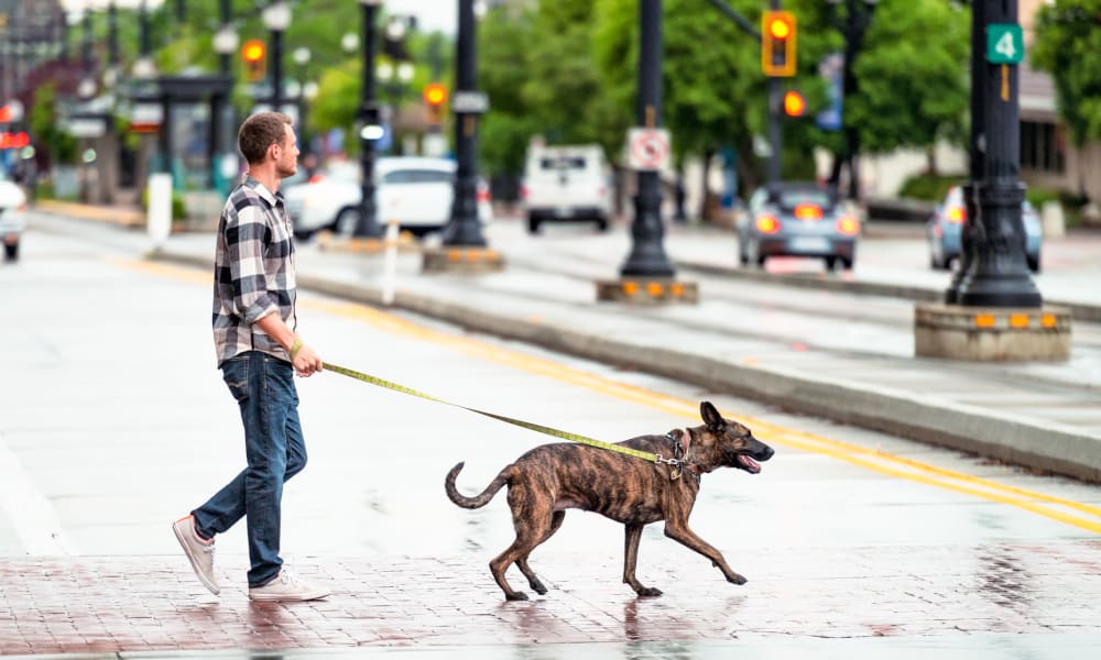 Happy dog and her owner out on a walk in the neighborhood near Sterling Town Center in Raleigh, North Carolina