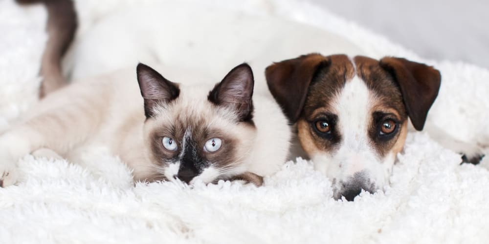 Cat and dog relaxing at Tides on McCallum North in Dallas, Texas