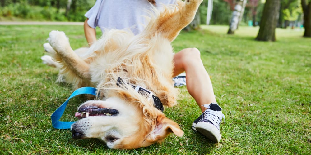 resident dog rolling in the grass at Farmstead at Lia Lane in Santa Rosa, California