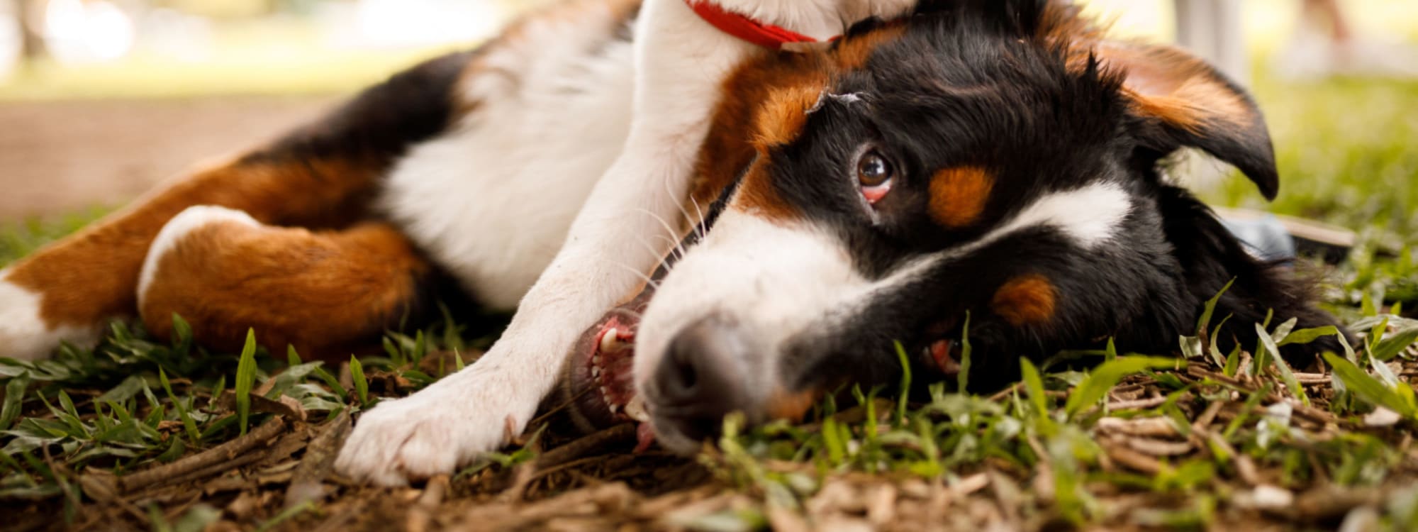 Hidden Acres East's pet policy in Columbus, Ohio