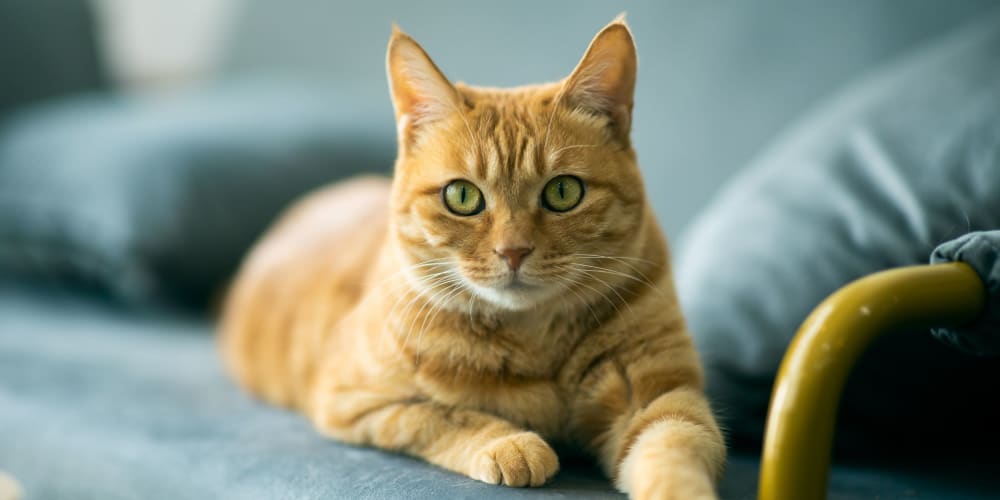 Cat relaxing at Quail Hill Apartments in Castro Valley, California