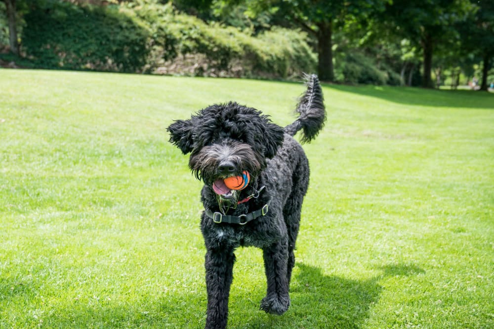 Happy dog with a ball in her mouth on the green grass outside at Oaks Lincoln Apartments & Townhomes in Edina, Minnesota